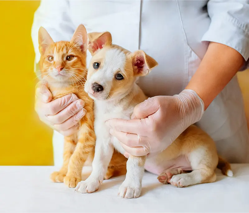 Contacto Hospital Veterinario